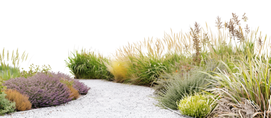 Zigzag pathway lined with alternating species of ornamental grasses, each adding a unique rhythm to the landscape, isolated on transparent background