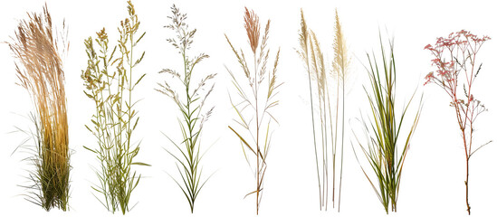Collection of native prairie grasses featuring bluestem, prairie dropseed, and Indian grass, preserved for educational purposes, isolated on transparent background