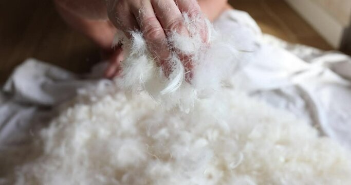 Lots of white goose down feathers