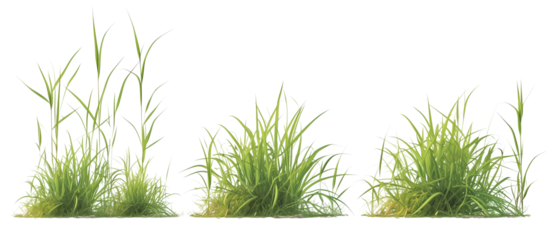 Growth of buffalo grass, a native prairie grass, known for its drought resistance and less frequent mowing needs, isolated on transparent background