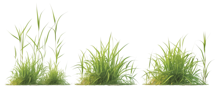 Growth of buffalo grass, a native prairie grass, known for its drought resistance and less frequent mowing needs, isolated on transparent background