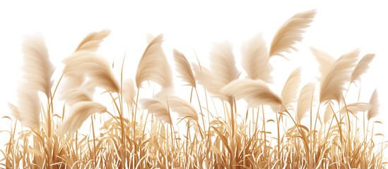 Field of pampas grass, with its iconic tall and fluffy seed heads, used in landscaping and as dried floral arrangements, isolated on transparent background