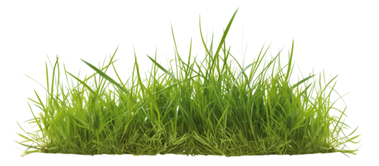 Area covered with ryegrass, valued for its fast growth and ability to improve soil health, commonly used in overseeding lawns, isolated on transparent background