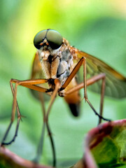 Macro shot of a robber fly on a plant in nature.