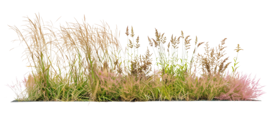 Mixed prairie grass bed featuring tall bluestem and switchgrass, ideal for natural landscaping and erosion control, isolated on transparent background