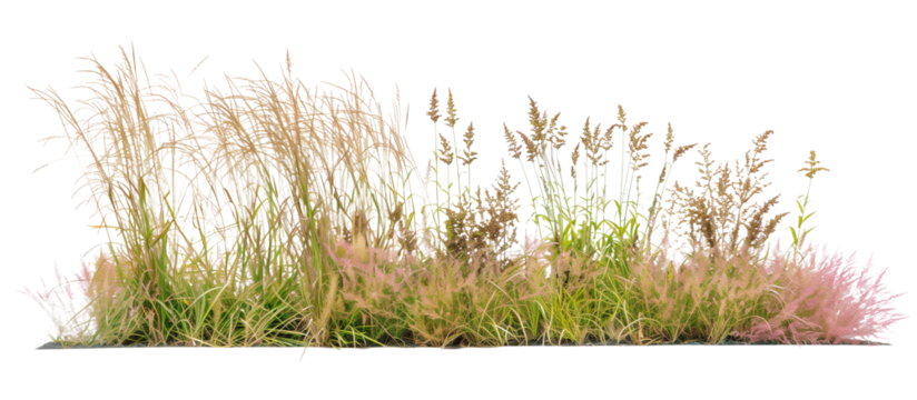 Mixed prairie grass bed featuring tall bluestem and switchgrass, ideal for natural landscaping and erosion control, isolated on transparent background