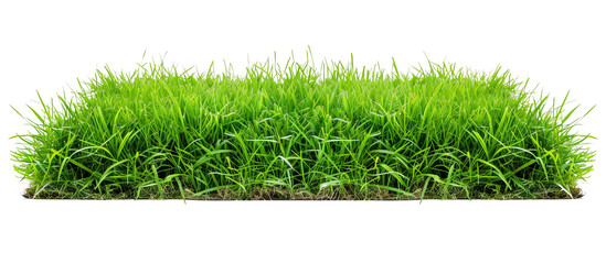 Lush green turf grass, perfectly manicured for a classic suburban lawn, showing uniformity and vibrant color, isolated on transparent background