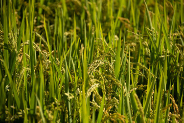 実がつき始めた稲穂
