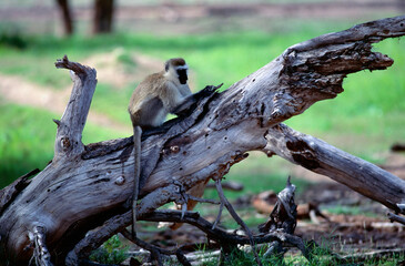 Vervet Monkey On A Tree