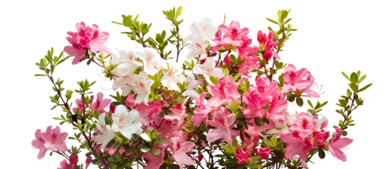 Close-up of a vibrant azalea bush, full of pink and white blossoms, signaling the start of spring, isolated on transparent background