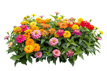 Colorful zinnia flower bed, bursting with blooms in shades of orange, pink, and yellow, perfect for a summer garden, isolated on transparent background