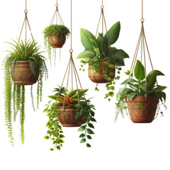 Diverse Collection of Hanging Indoor House Green Plants in Different Pots, Transparent Background
