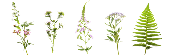 set of compositions of wildflowers and ferns, illustrating the harmony of soft petals and textured fronds, isolated on transparent background