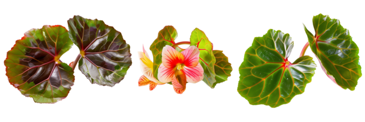set of species of begonias, showcasing their varied leaf patterns and colorful blooms, isolated on transparent background