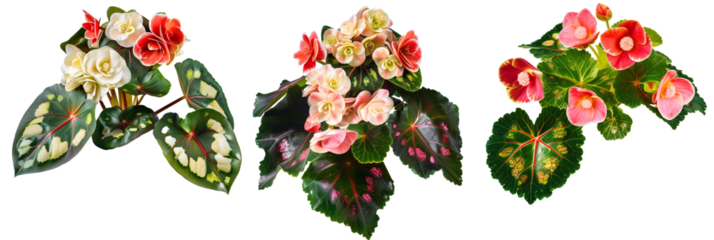 set of species of begonias, showcasing their varied leaf patterns and colorful blooms, isolated on transparent background