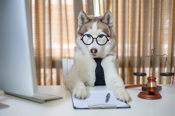 Cute husky dog looking into computer and document working in glasses and necktie