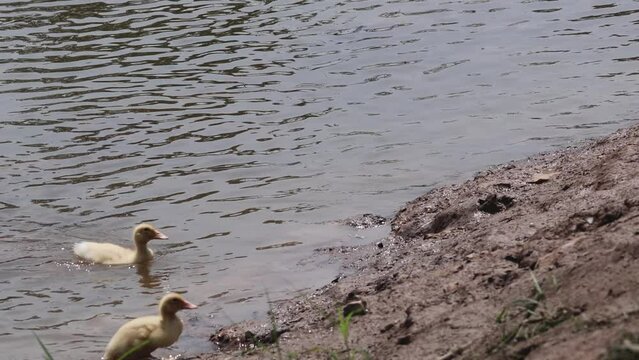 Ducklings' First Water Adventure
