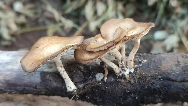 fungus plant on dead tree trunk