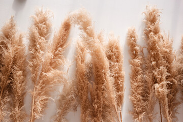 Natural dried flowers on the background of a white concrete wall. Beautiful eco decor in the interior.