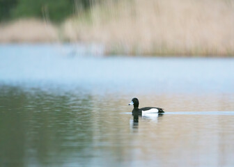 tufted duck seabird male