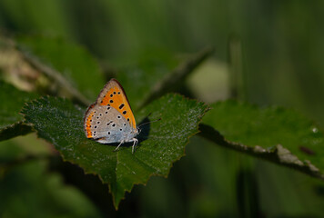 Morning dew leaves and red butterfly in natural area, Large copper, Lycaena dispar