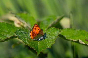 Fototapeta na wymiar Morning dew leaves and red butterfly in natural area, Large copper, Lycaena dispar