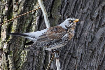 A wood thrush sits on a tree branch on a spring day