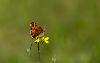 a butterfly that spread its wings on a yellow flower, Melitaea cinxia