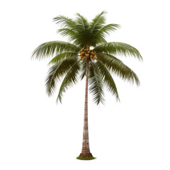 coconut tree isolated on white