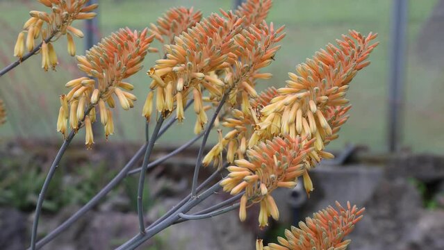 Aloe camperi  is a succulent plant in the family  Asphodelaceae, native to Africa