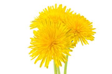 Yellow dandelion flowers on white background. Blooming dandelions close-up.