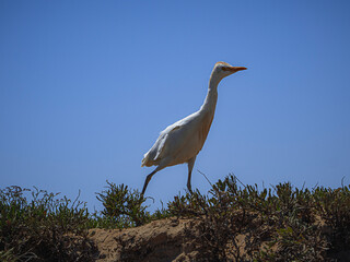Cattle egret (Ardea alba) standing on a cliff