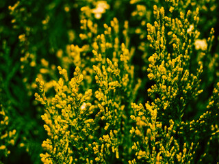 Obraz premium Beautiful yellow thuja flowers close-up. Nature background