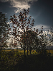 Autumn landscape with trees and cloudy sky - retro, vintage style look