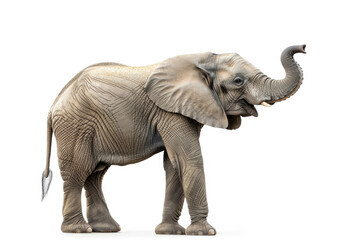 An elephant with its trunk raised, isolated on a white background