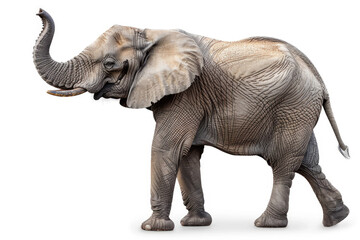 An elephant with its trunk raised, isolated on a white background