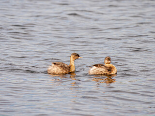 Grebe Chases Grebe