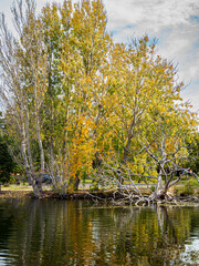 Lakeside Dead Tree And Autumn vert