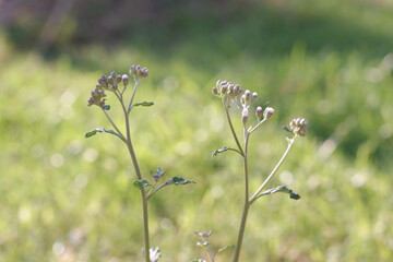 Giant Indian Milkweed