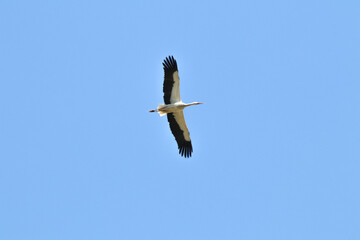 Ornithology. Stork (Ciconia ciconia) flying on blue sky background. Bird, animal. Stork. 