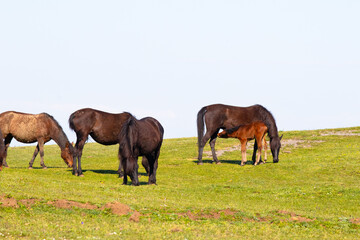 Fototapeta premium Horses grazing in green meadow. Foal suckling its mother. Animal. Wild horses herd. 