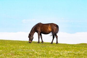 Wild horse in field. Brown horse grazing on green meadow. Animal. Landscape. Freedom. 