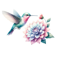 Fototapeta premium Hummingbird Feeding on Large Pink Dahlia Illustration 