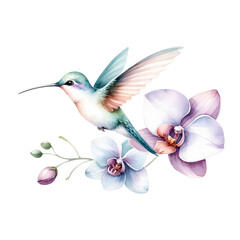 Hummingbird with Orchids Watercolor Illustration
