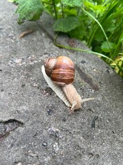 Brown snail slides along a concrete curb