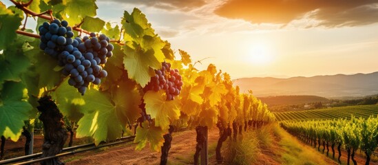 Sunset Over Lush Vineyard with Ripe Grapes - obrazy, fototapety, plakaty