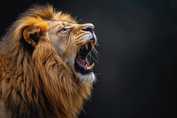 A lion roaring, isolated on a black background