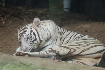 Close up white tiger is sit down and rest on floor