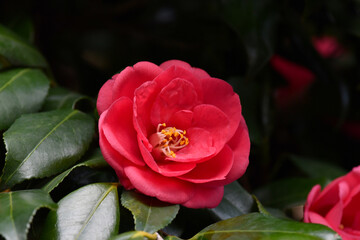 赤色のつばきの花