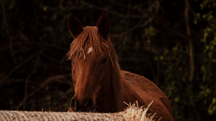 Horse eating hay in the countryside. Portrait of a horse.